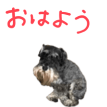 my schnauzer's sticker sticker #14801590