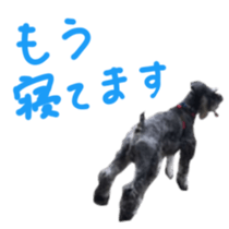 my schnauzer's sticker sticker #14801591