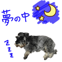 my schnauzer's sticker sticker #14801592