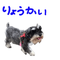 my schnauzer's sticker sticker #14801593