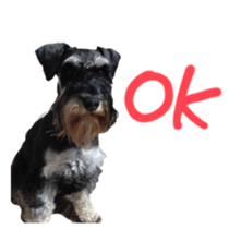 my schnauzer's sticker sticker #14801594