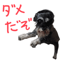 my schnauzer's sticker sticker #14801595