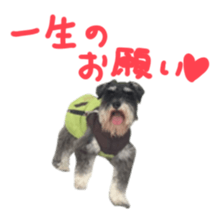 my schnauzer's sticker sticker #14801596