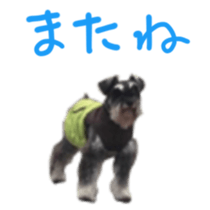 my schnauzer's sticker sticker #14801597