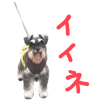 my schnauzer's sticker sticker #14801598