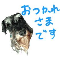 my schnauzer's sticker sticker #14801599