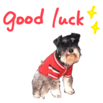 my schnauzer's sticker sticker #14801600