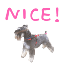 my schnauzer's sticker sticker #14801601