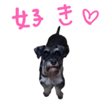 my schnauzer's sticker sticker #14801602