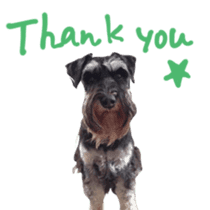 my schnauzer's sticker sticker #14801604