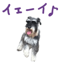 my schnauzer's sticker sticker #14801605
