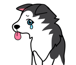 Lovely siberian husky dog sticker #14803216