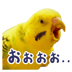 MOG is funny budgerigars (Photo version)