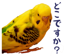 MOG is funny budgerigars (Photo version) sticker #14809150