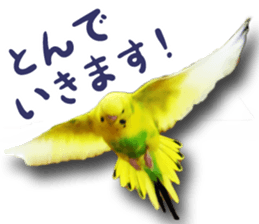MOG is funny budgerigars (Photo version) sticker #14809151