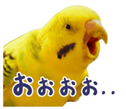 MOG is funny budgerigars (Photo version) sticker #14809152