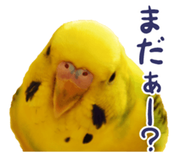 MOG is funny budgerigars (Photo version) sticker #14809153