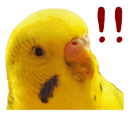 MOG is funny budgerigars (Photo version) sticker #14809154