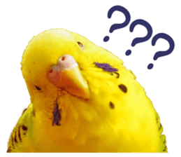 MOG is funny budgerigars (Photo version) sticker #14809155