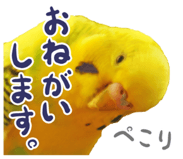 MOG is funny budgerigars (Photo version) sticker #14809156