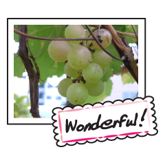 Fruit photo greeting card