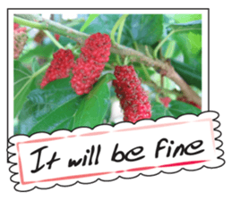 Fruit photo greeting card sticker #14810374