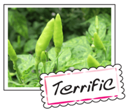 Fruit photo greeting card sticker #14810376