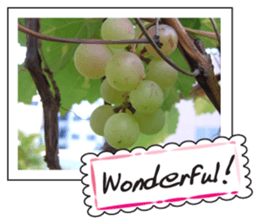 Fruit photo greeting card sticker #14810378