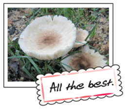 Fruit photo greeting card sticker #14810379