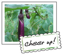 Fruit photo greeting card sticker #14810380