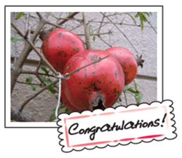 Fruit photo greeting card sticker #14810383