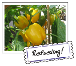 Fruit photo greeting card sticker #14810384