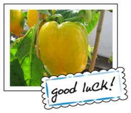 Fruit photo greeting card sticker #14810386