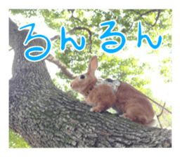 PEACH THE RABBIT USAGI NEW sticker #14811185