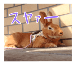 PEACH THE RABBIT USAGI NEW sticker #14811188