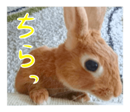 PEACH THE RABBIT USAGI NEW sticker #14811192