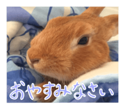 PEACH THE RABBIT USAGI NEW sticker #14811193