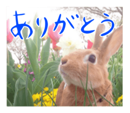 PEACH THE RABBIT USAGI NEW sticker #14811197