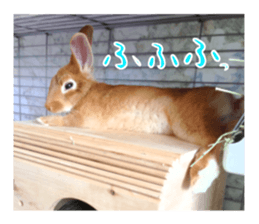 PEACH THE RABBIT USAGI NEW sticker #14811200