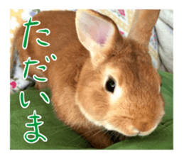 PEACH THE RABBIT USAGI NEW sticker #14811206