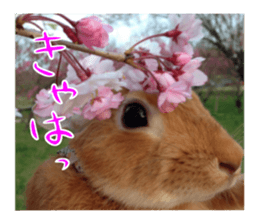 PEACH THE RABBIT USAGI NEW sticker #14811212