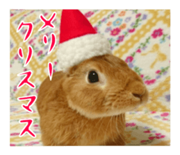 PEACH THE RABBIT USAGI NEW sticker #14811220