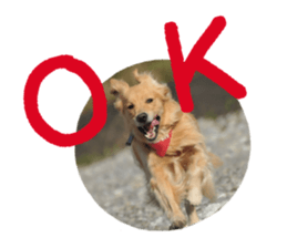 Yes,Golden Retriever!(1) sticker #14811529