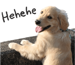 Yes,Golden Retriever!(1) sticker #14811533