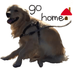 Yes,Golden Retriever!(1) sticker #14811536