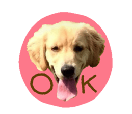 Yes,Golden Retriever!(1) sticker #14811537