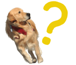Yes,Golden Retriever!(1) sticker #14811542