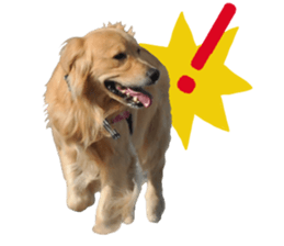 Yes,Golden Retriever!(1) sticker #14811544