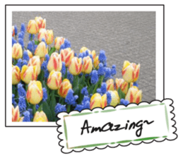 Beautiful Tulips sticker #14811705