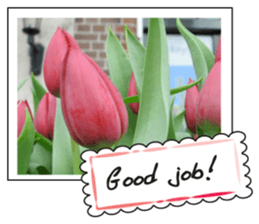 Beautiful Tulips sticker #14811706